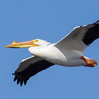 pelican-american-white-5758305