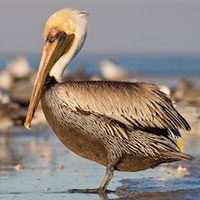 pelican-brown-7581578