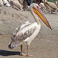 pelican-great-white-8568487