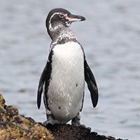 penguin-galapagos-8368969