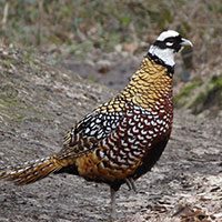 pheasant-reeves-6703010