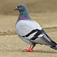 pigeon-rock-6308929