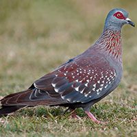 pigeon-speckled-2597286