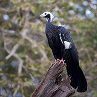 piping-guan-blue-throated-5835062