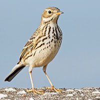 pipit-meadow-6331228