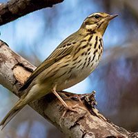 pipit-olive-backed-6930352