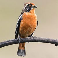 plantcutter-rufous-tailed-8722357