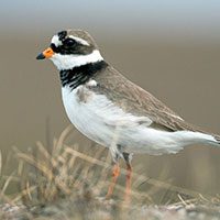 plover-common-ringed-7672153