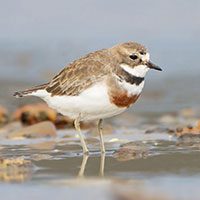 plover-two-banded-8238141