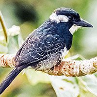 puffbird-black-breasted-5506021