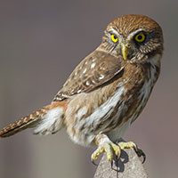 pygmy-owl-austral-3330509