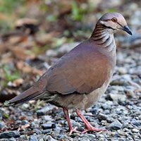 quail-dove-white-throated-1497681