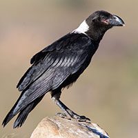 raven-white-necked-6373103