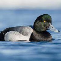 scaup-greater-3139905