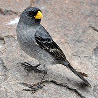seedeater-band-tailed-9056436
