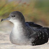 shearwater-wedge-tailed-9005818