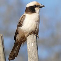 shrike-southern-white-crowned-1267979