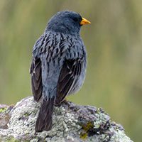 sierra-finch-band-tailed-8036595