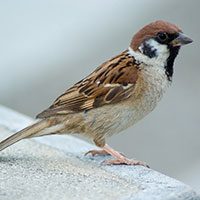 sparrow-eurasian-tree-7105917
