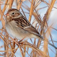 sparrow-field-4528829