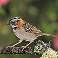 sparrow-rufous-collared-2347161
