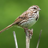 sparrow-song-9636137