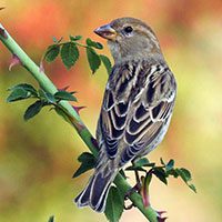 sparrow-spanish-5729971