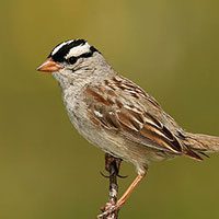 sparrow-white-crowned-4588325