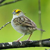 sparrow-yellow-browed-6476188