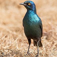 starling-cape-glossy-2741004