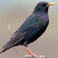 starling-common-8136441