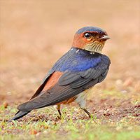 swallow-red-rumped-6418677