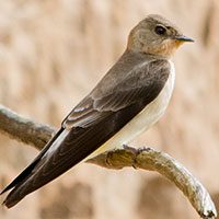 swallow-southern-rough-winged-8071886