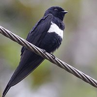 swallow-white-banded-7379989