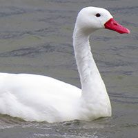 swan-coscoroba-8404163
