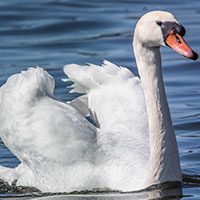swan-mute-7052782