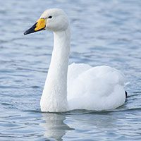 swan-whooper-1570424