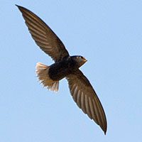 swift-short-tailed-5443379