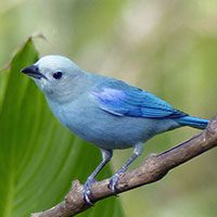 tanager-blue-gray-7010480