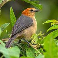 tanager-buff-bellied-9193162