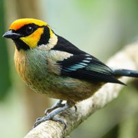 tanager-flame-faced-3024893