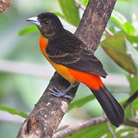tanager-flame-rumped-9996289