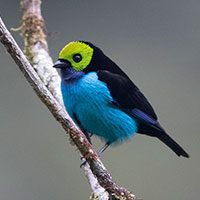 tanager-paradise-2922843