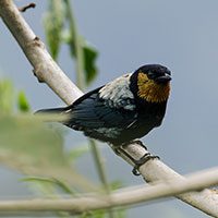 tanager-silver-backed-7541775