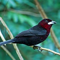 tanager-silver-beaked-8643317
