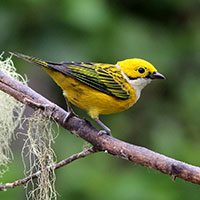 tanager-silver-throated-7410617