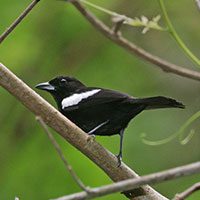 tanager-white-shouldered-6403876