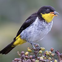 tanager-yellow-backed-6638975