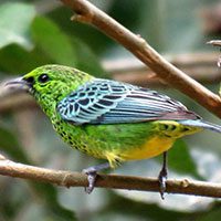 tanager-yellow-bellied-3598862