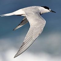 tern-common-1711114